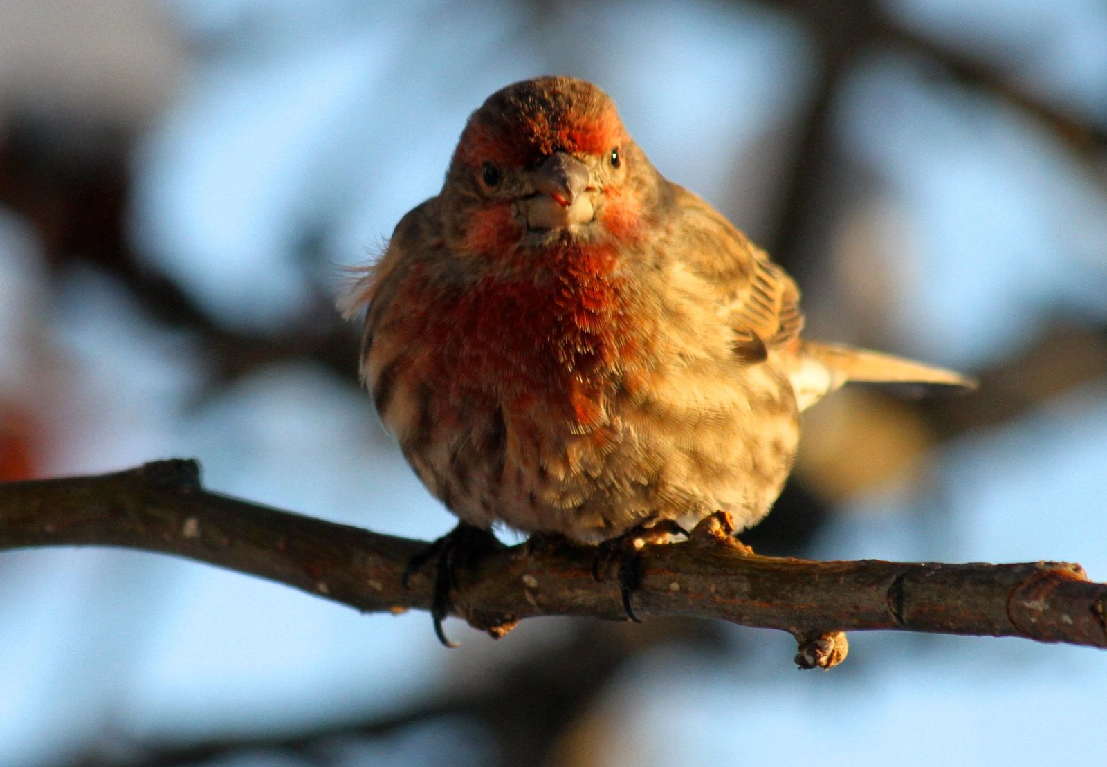 house finches at the feeder photo david dodgewww house finches at the feeder photo david dodgewww